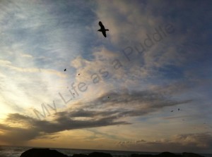 birds on the Oregon coast