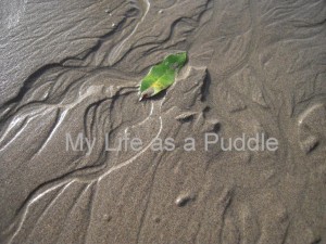 leaf in the sand